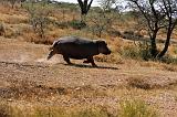 TANZANIA - Serengeti National Park - Hippo - 5